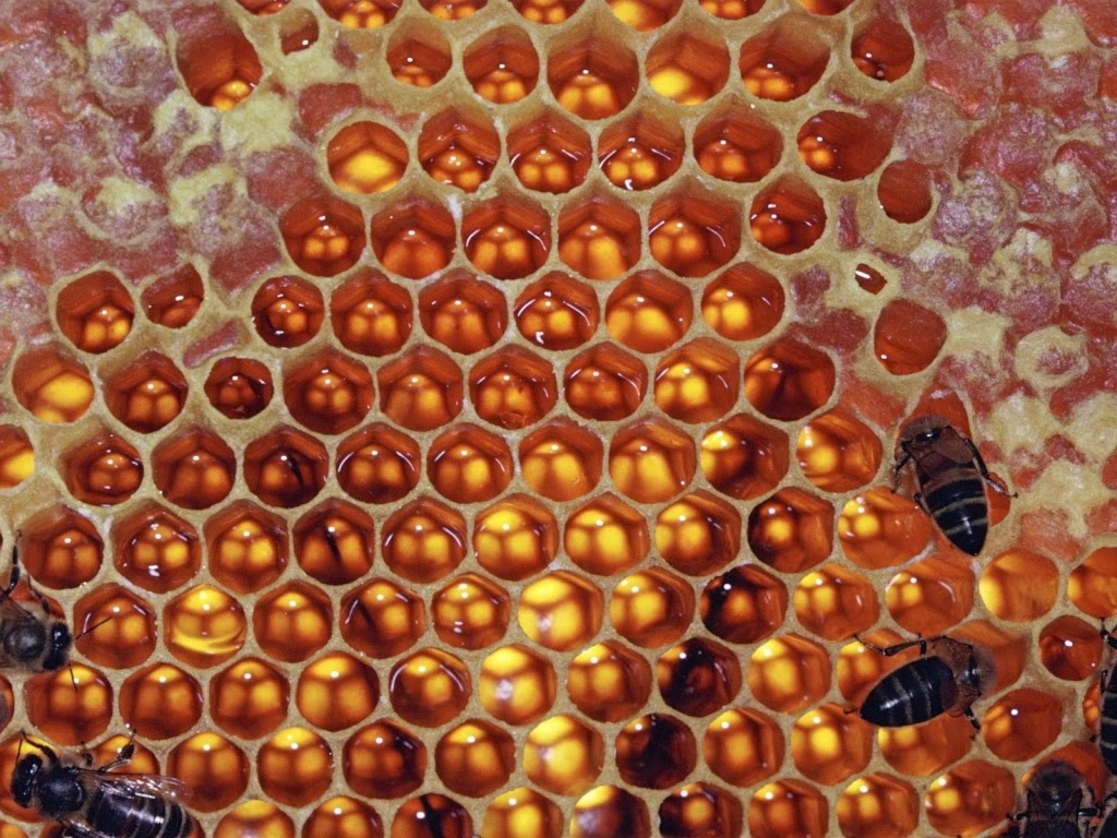 Lack of Honey Bees food crisis